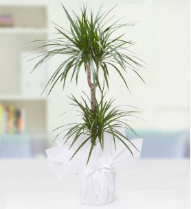 İkili Dracena Marginata
